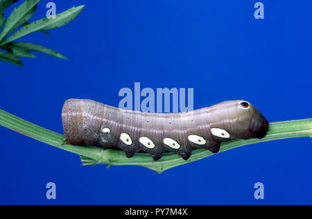 A Sphinx Moth caterpillar crawling on the pink granite cliffs of ...