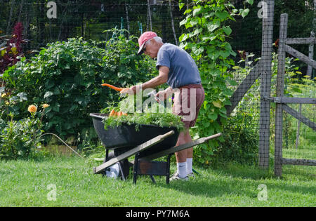 Man washing carrots in the community garden Stock Photo