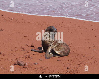 Baby pup sea lion on red sand beach at Rabida Island, Galapagos Islands Stock Photo