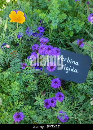Verbena rigida, known as slender vervain or tuberous vervain, a flowering herbaceous perennial plant in the family Verbenaceae. Native to Brazil Stock Photo