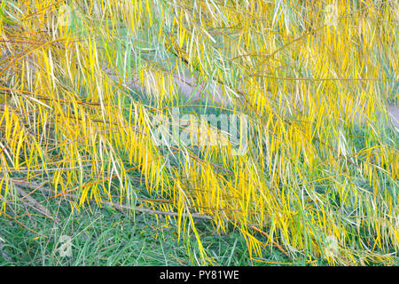 Branches of weeping willow tree falling down in park. Wetland willow tree with narrow long leaves hanging down Stock Photo
