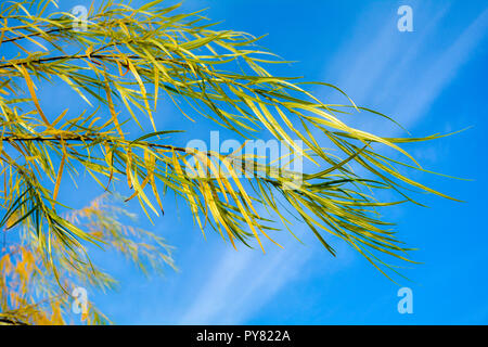 Branches of weeping willow tree falling down in park on blue sky. Wetland willow tree with narrow long leaves hanging down Stock Photo