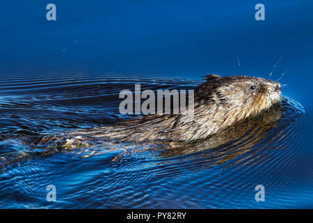 A muskrat swimming in vibrant blue water Stock Photo