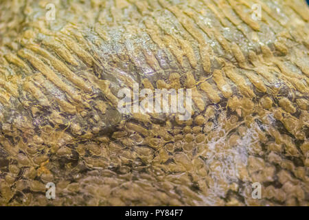 Fossil coral specimen