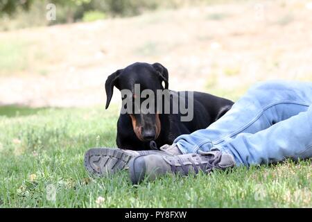 A dog lay on the grass next to her owner in the park Stock Photo