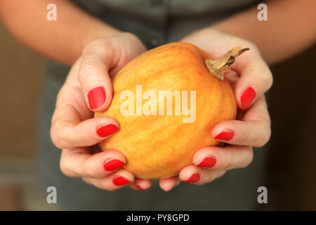 small pumpkin in hands of woman, vegetable which is grown up by farmer Stock Photo