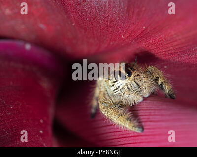 Macro Photography of Jumping Spider on Red Leaf Stock Photo