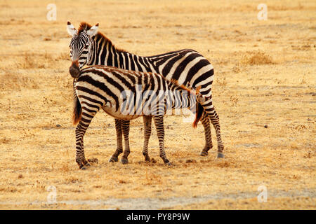 A mother zebra stands on the Serengeti plains while her baby feeds from her. Stock Photo