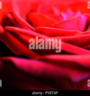 Macro shot of fresh beautiful red rose. Abstract side view square shape image. Shallow depth of field. Love, romance and valentine's day concept. Stock Photo