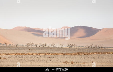 Namibia landscape - sand dunes and trees in the Namib Desert, Namib Naukluft National Park, Namibia Africa Stock Photo