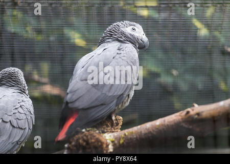 Bird, wildlife and zoo concept - African Gray Parrot sitting on a tree branch Stock Photo