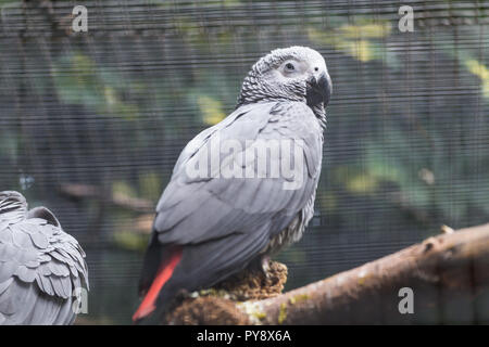 Bird, wildlife and zoo concept - African Gray Parrot sitting on a tree branch Stock Photo