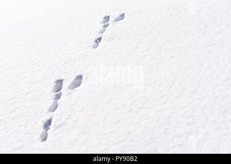 Hare foot tracks in snow forest. winter background Stock Photo