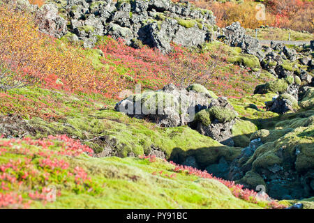 Iceland moss Stock Photo