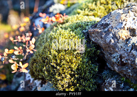 iceland moss Stock Photo