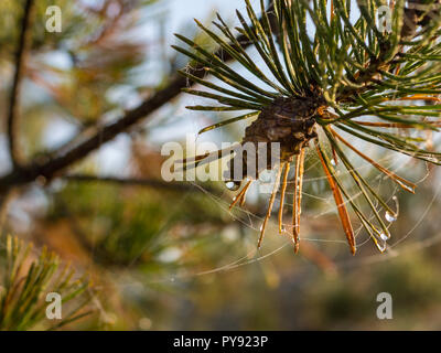 A young pine cone with spider web Stock Photo