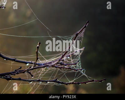 Spider net on a branch in autumn sunrise Stock Photo