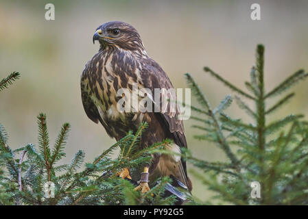 Vogel, Bird, Bussard, Buzzard, Buteo Buteo, Greifvogel, Maeusebussard, Stock Photo
