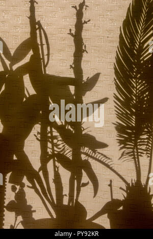 Curtains with silhouettes of houseplants. Abstract background. Shadow is dark area produced by object coming between rays of light and  surface. Stock Photo