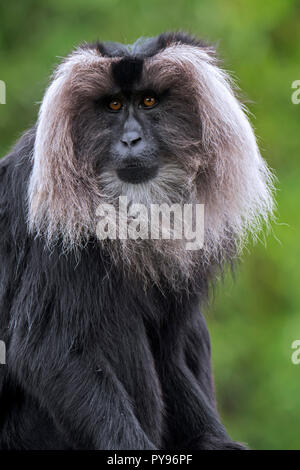 Lion-tailed macaque / wanderoo (Macaca silenus) endemic to the Western Ghats of South India Stock Photo