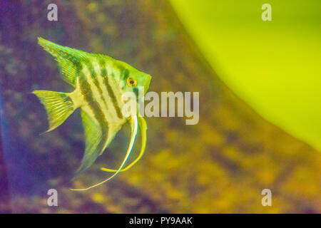 Cute angelfish (Pterophyllum) fish, a small genus of freshwater fish from the family Cichlidae known to most aquarists as angelfish. Stock Photo