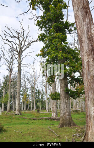 Dead oak forest in Winter. New Forest National Park, England. Stock Photo