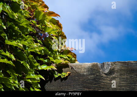 Vine leaves perch on a wooden plank in front of the sky. Stock Photo