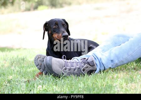 A dog lay on the grass next to her owner in the park Stock Photo