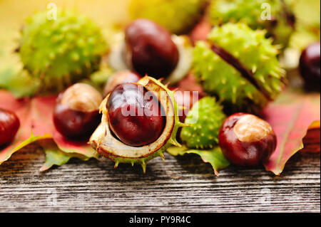 Maple tree chestnut hi-res stock photography and images - Alamy