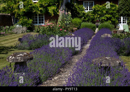 Garden path lined with Lavender in English Garden,England,Europe Stock Photo