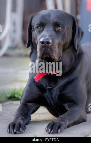Black Labrador laying down on a patio Stock Photo