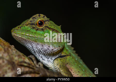 Closeup beautiful green chameleon on tree trunk in forest in Thailand national park Stock Photo