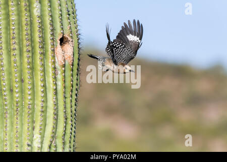 A female Gila Woodpecker (Melanerpes uropygialis) flies out of her nest in a Saguaro (Carnegiea gigantea). Arizona Stock Photo