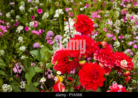 An image of red dahlias against a sea of greenery and pink, purple and white flowers.