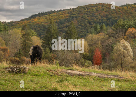 Black cow with white face standing in field with fall colours in surrounding trees Stock Photo