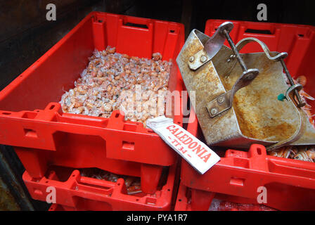 A metal ladle in a box of freshly caught prawns in red fish boxes at the fish market on the quayside at Tarbert, Loch Fyne, Scotland. The fishing boat name is on the tag Stock Photo