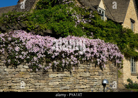 Clematis growing over dry stone wall in English Garden,England,Europe Stock Photo