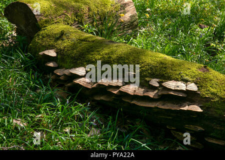 Bracket Fungus growing on fallen beech tree in woodland,England,Europe