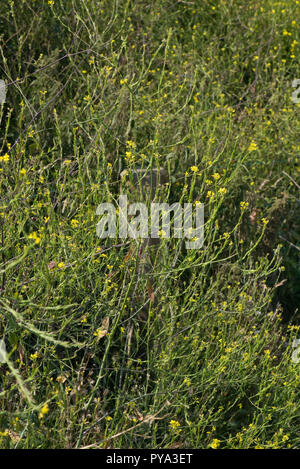 Black mustard, Brassica nigra, tall yellow flowering seeding plant on cliffs in South Devon, July Stock Photo