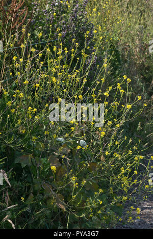 Black mustard, Brassica nigra, tall yellow flowering seeding plant on cliffs in South Devon, July Stock Photo