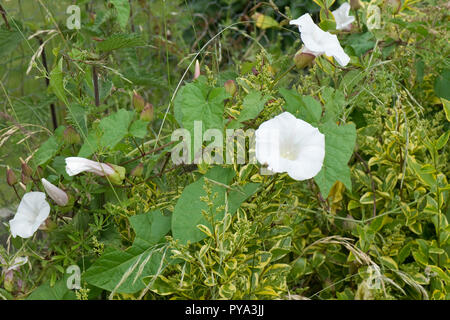 Greater or hedge bindweed, Calystegia sepium, creeping weed with white flowers and leaves growing through a privet hedge, June Stock Photo