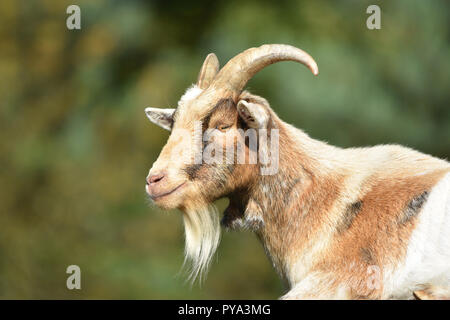 Billy Goat / Male Goat Stock Photo