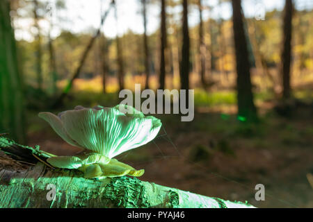 Colour photograph of woodland scene with lone Oyster mushroom growing on fallen birch illuminated with green light. Stock Photo