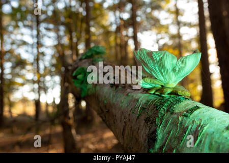 Colour photograph of woodland scene with lone Oyster mushroom growing on fallen birch illuminated with green light. Stock Photo