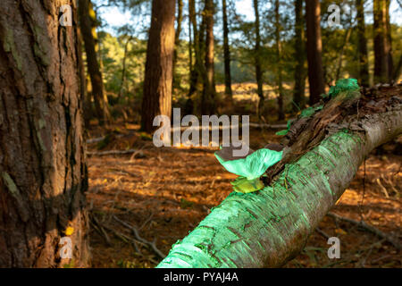 Colour photograph of woodland scene with lone Oyster mushroom growing on fallen birch illuminated with green light. Stock Photo