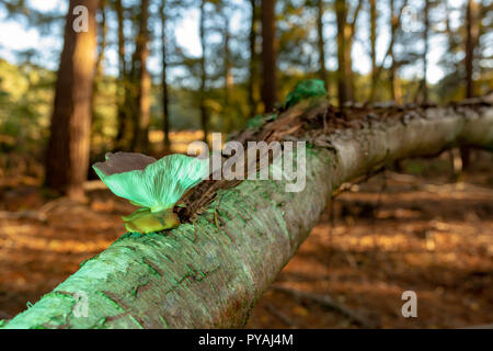 Colour photograph of woodland scene with lone Oyster mushroom growing on fallen birch illuminated with green light. Stock Photo