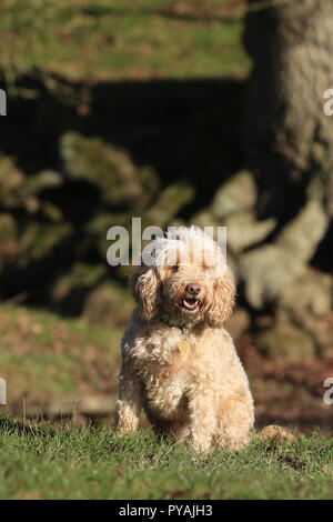 Cockapoo sitting on grass by tree Stock Photo
