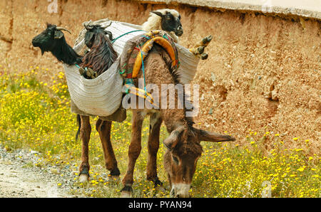 MOROCCO ROADSIDE DONKEY WITH HIS LOAD SHEEP AND GOATS IN PANNIERS ON HIS BACK Stock Photo