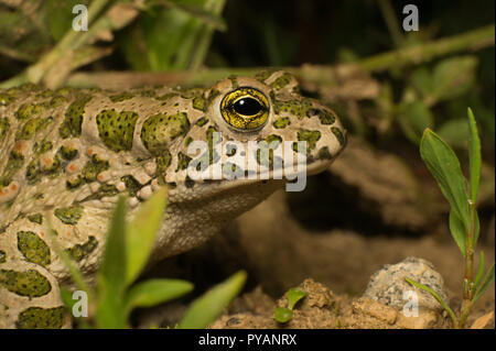 European Green Toad (Bufo viridis) sitting in the grass during a warm summer night. Stock Photo