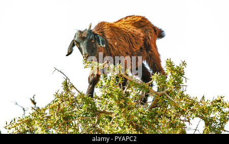 MOROCCO SOUS VALLEY ARGAN TREE ARGANIA SPINOSA YOUNG GOAT AT THE TOP OF THE TREE EATING LEAVES Stock Photo